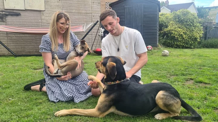 Dogs: Thai rescue pup on brink of death finds Welsh home