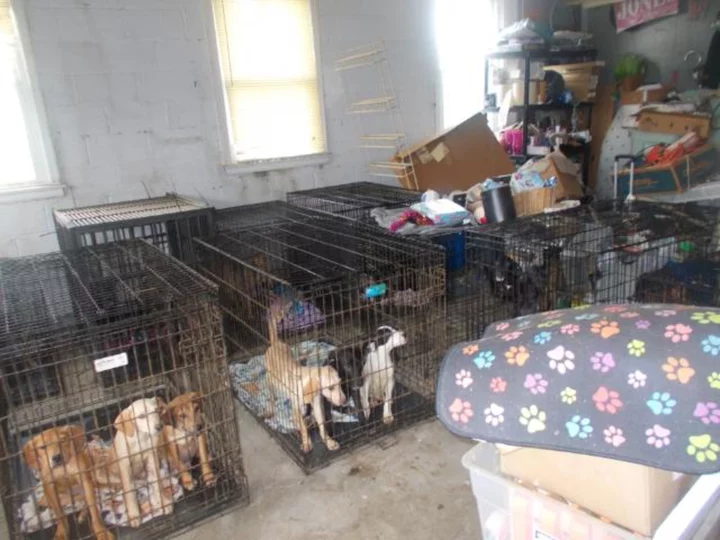 At least 30 dead and more than 90 malnourished dogs discovered at Ohio animal rescue