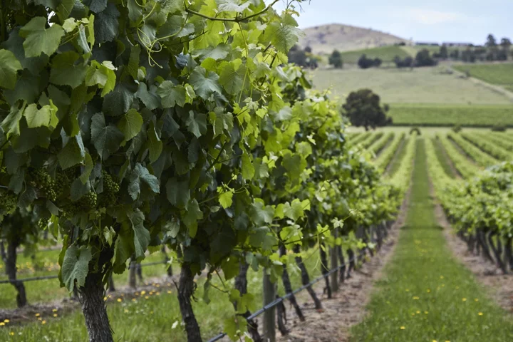 Australia to Carry On Pursuing WTO Case on China Wine Tariffs