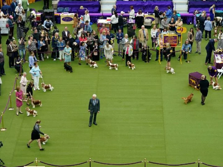 Buddy Holly the petit basset griffon Vendéen wins best in show at Westminster Dog Show