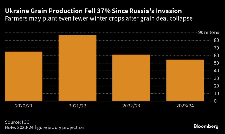 War-Weary Ukraine Farmers Curb Plantings in Blow for Food Supply