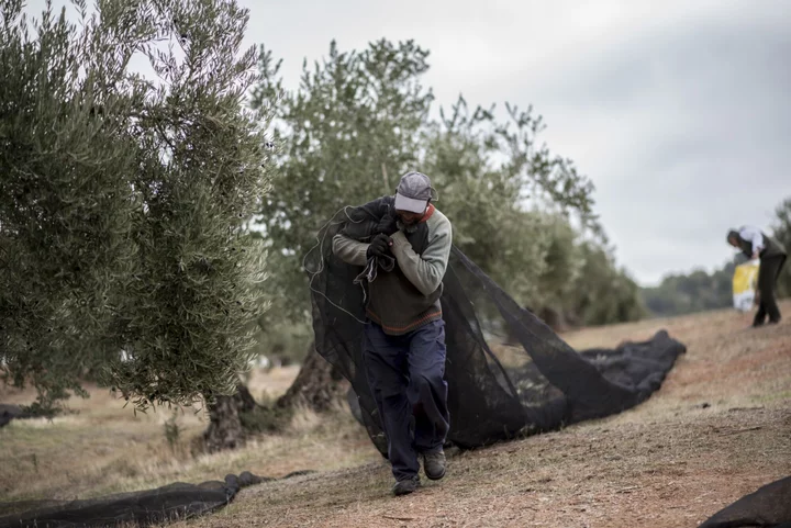 Thieves Target ‘Liquid Gold’ as Olive Oil Prices Soar