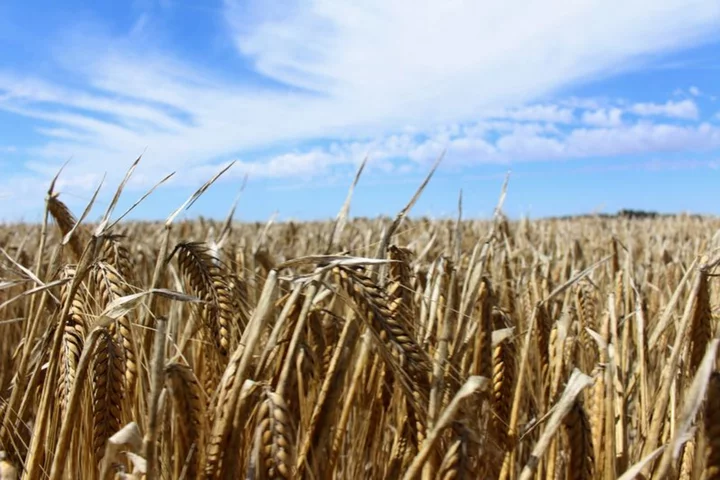 China to lift tariffs on Australian barley as trade ties improve