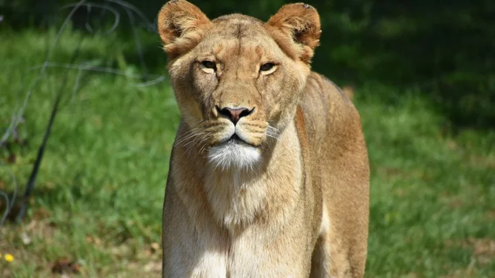 German crime family member issues plea for missing lion