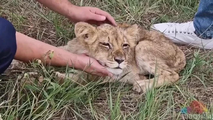 Months-old lion cub taken to safety after being found wandering road alone