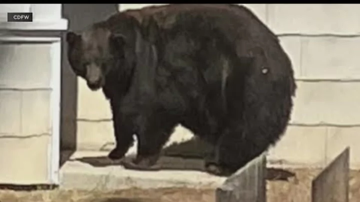 'Hank the Tank' Caught: Burglar Bear's Crime Spree Comes to an End—But With a Twist