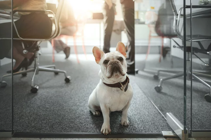 The Best Pet Workplaces Offer Bereavement and Pawternity Leave