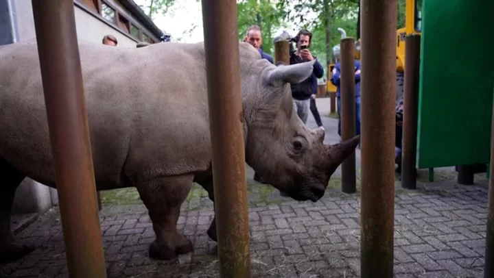 Critically endangered white rhino born in Netherlands departs zoo for new home in Lithuania
