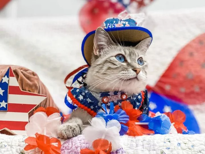 Cecily the cat has a lifelong disability. It hasn't stopped her from spreading positivity online through fashionable outfits