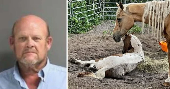 Florida man arrested for animal cruelty after starving horses for 'years' leading to one’s euthanasia