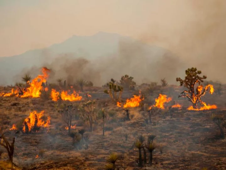 Iconic Joshua trees burned by massive wildfire in Mojave Desert