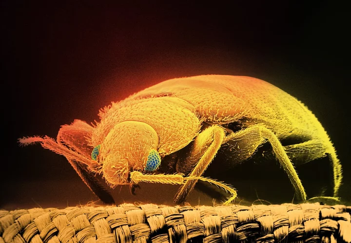 Bed bug outbreaks are real. Here's what experts want you to know.