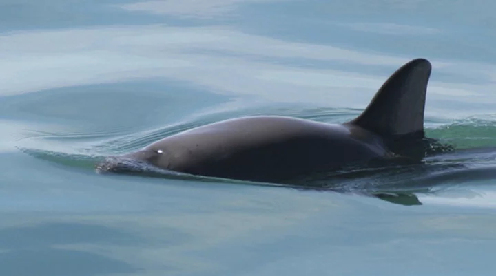 Mexico search set to find world's most endangered porpoises