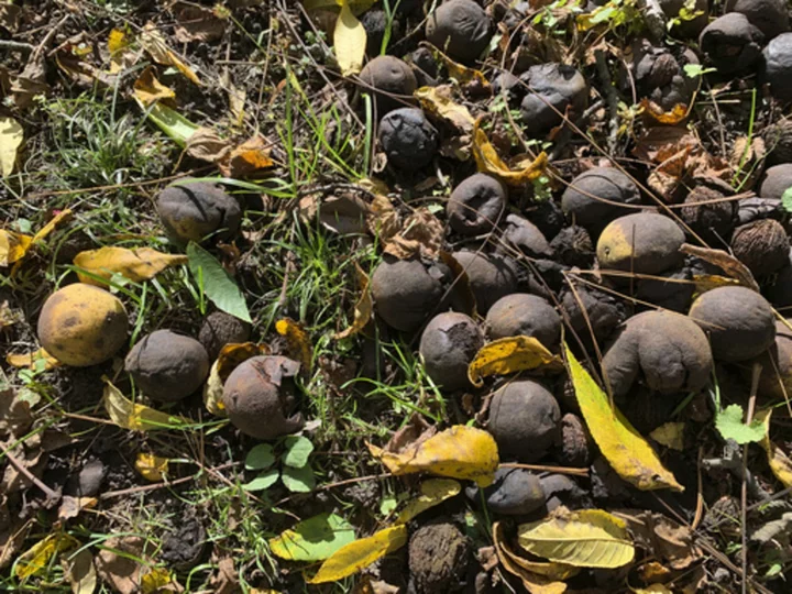 If it seems like there are a lot of acorns this fall, you might be seeing a `mast' year