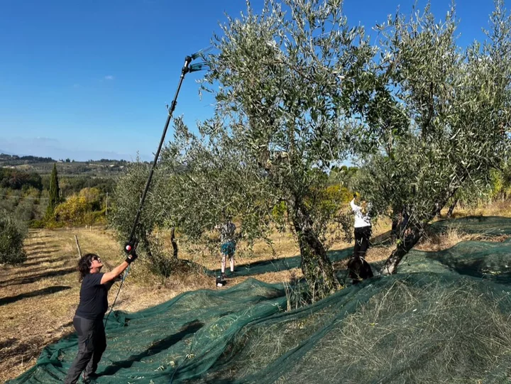 Olive Oil Producers Turn to Tourists to Combat Soaring Costs, Extreme Weather