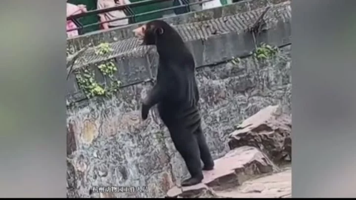 A Zoo in China Denies It's Exhibiting a Human in a Bear Suit