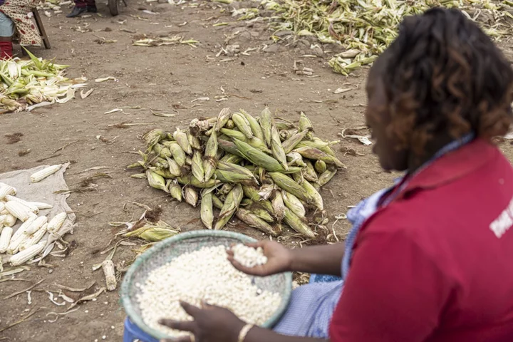 Kenya Expected to Buy Corn at Market Prices For First Time in Three Years