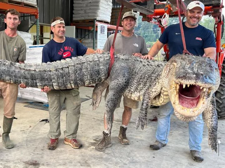 Mississippi hunters capture longest alligator in state history