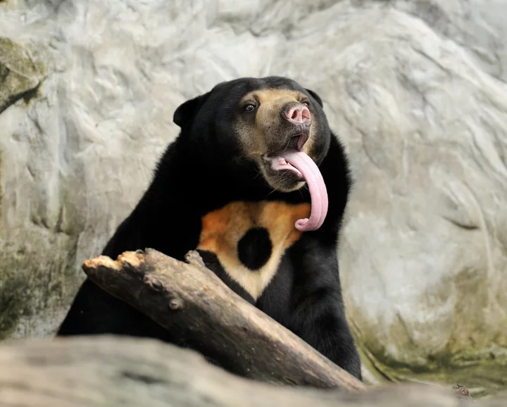 Yes, the viral sun bear is real. It's not a costume.