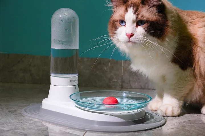 This $40 water fountain can help your cat drink more water