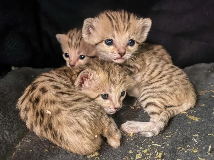 Three sand cat kittens born at North Carolina Zoo