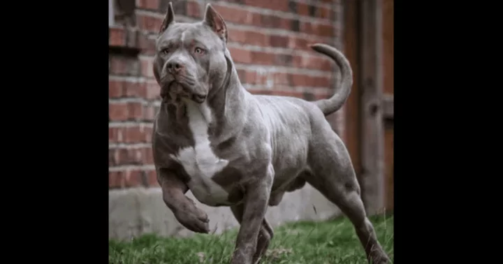 The Truth Behind Frankenbullys: How dog breeders are skirting laws by creating mutant pit bulls