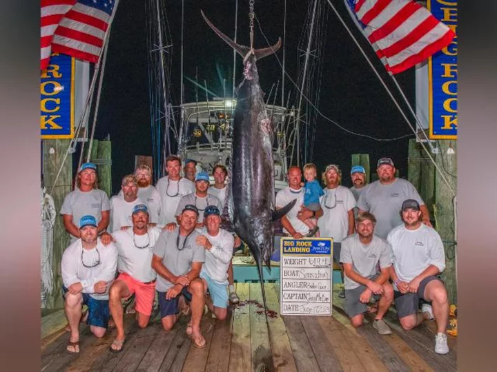 Fishing crew misses out on $3 million prize after 619-pound blue marlin disqualified because of 'mutilation'
