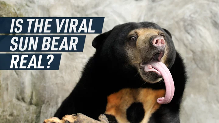 What even is a sun bear?
