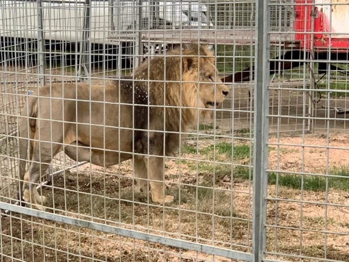 Italian circus says escaped lion posed no risk