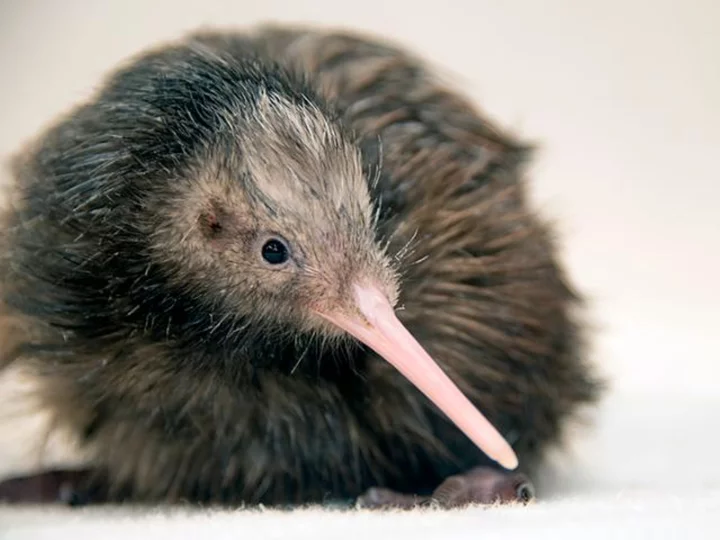 US zoo ends kiwi petting experience after outcry from New Zealanders