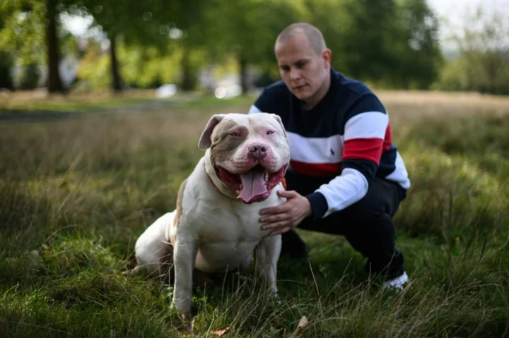 UK government urged to tackle 'killer' XL bully dogs