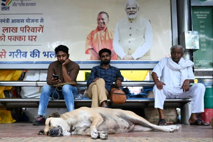 New Delhi to hide street dogs ahead of G20 summit