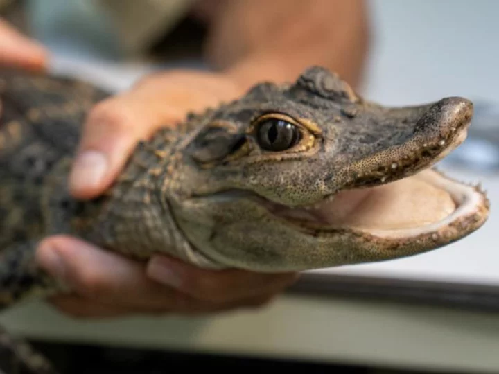 Landscapers in Pennsylvania find malnourished alligator named Fluffy in a creek, officials say