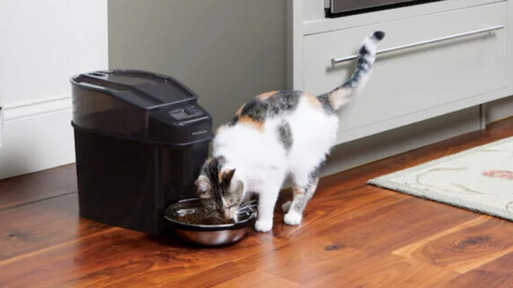 The best automatic cat feeders for your furry friend