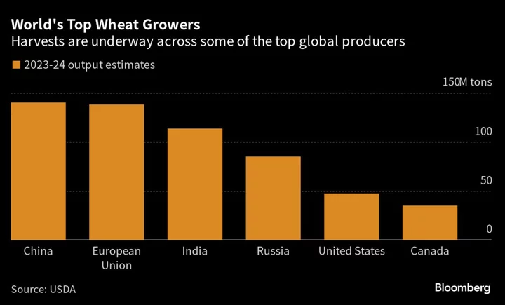 War and Soggy Fields Leave World Short of Top-Quality Wheat