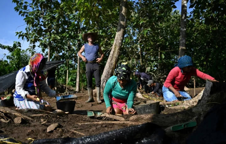 In Colombian jungle, digging up the Americas' colonial past