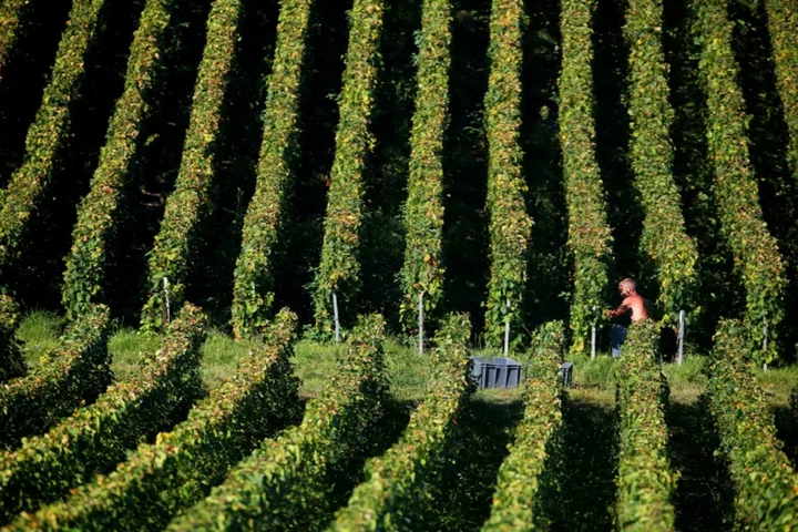 France probes deaths of Champagne workers in heatwave