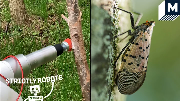 The robot built to hunt down and dispose of Spotted Lanternfly eggs