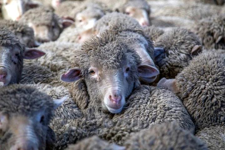 Shear bliss for New Zealand's pampered sheep