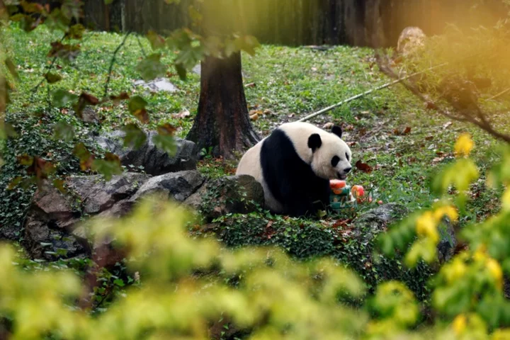 Not so black and white? Panda fibs fuel anti-US vibe in China
