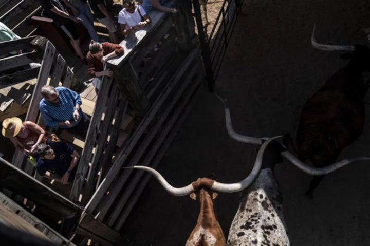 AP PHOTOS: Beef's more than a way of life in Texas. It drives the economy and brings people together