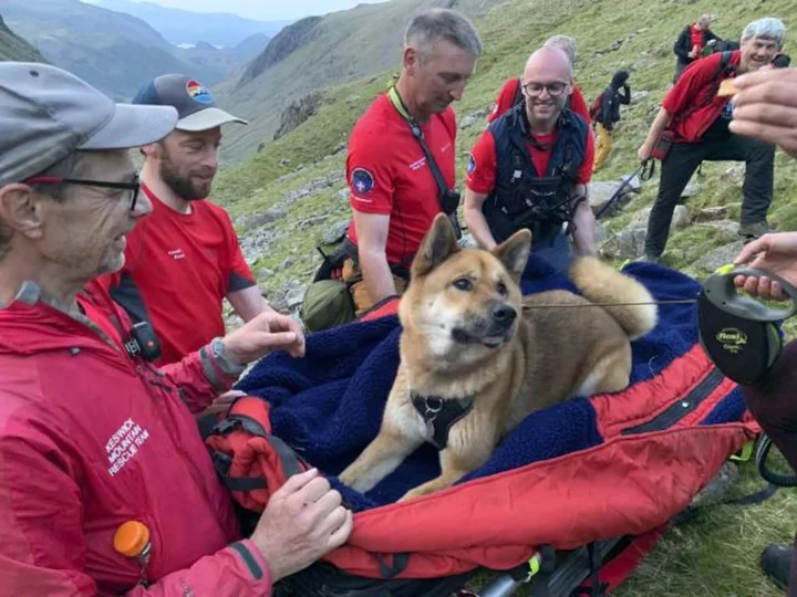'Exhausted' dog rescued after scaling England's highest mountain