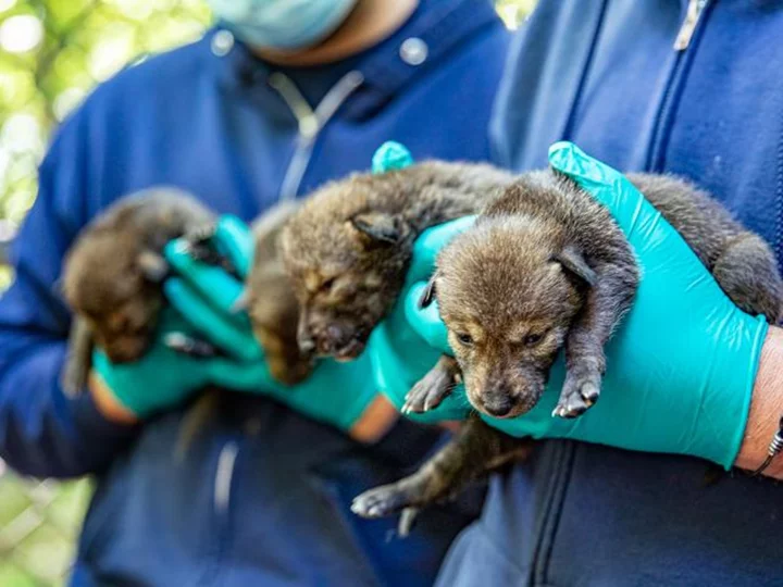 A dozen critically endangered red wolf pups were born at the North Carolina Zoo