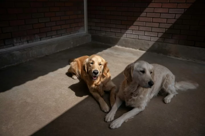 Long waits as UK hit by guide dog shortage