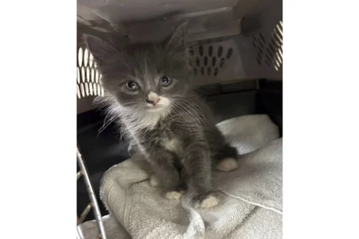 Cat's out of the bag: Kitten turns up in a stolen car in Connecticut