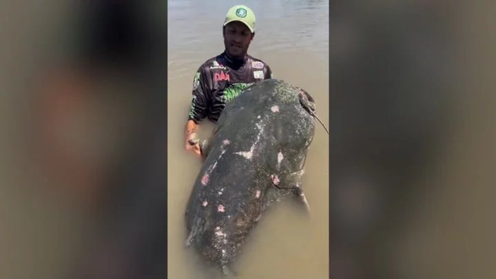 ‘Monster’ 9ft catfish caught in Italy - but it won’t break the world record