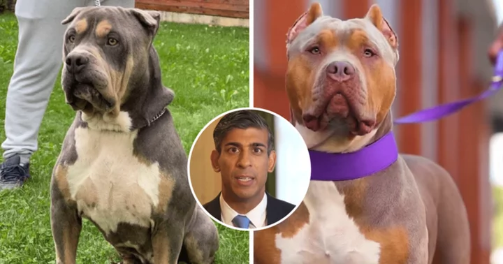 What is the difference between an American XL bully and a pit bull? Rishi Sunak seeks to ban dog breed after recent attacks