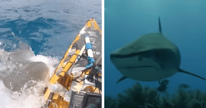 'Time is short on Earth': Fisherman recalls terrifying moment tiger shark rammed into his kayak in Hawaii