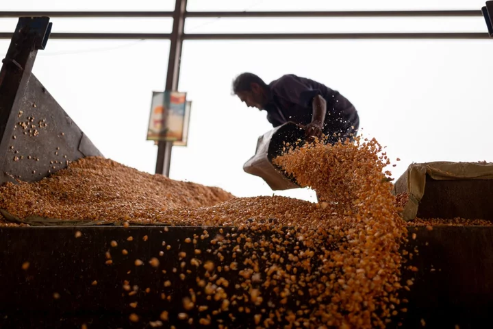 Modi Weighs Continuing Free Grains Program Into Polls