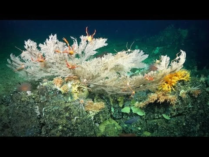 Take a look at the thousand-year-old deep-sea coral reefs untouched by humans